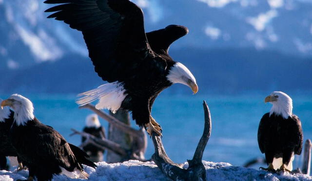 Las águilas son aves majestuosas que se asocian con la buena fortuna en los sueños. Foto: Hablemos de aves