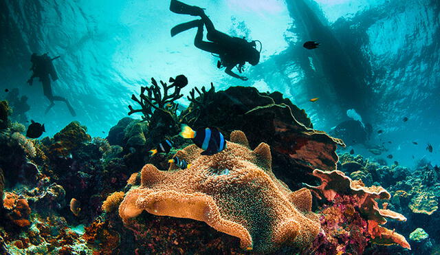 Equipo halló en los corales, tras 25 años de búsqueda, la fuente de una sustancia química anticancerígena. Foto: referencial / scubadiving