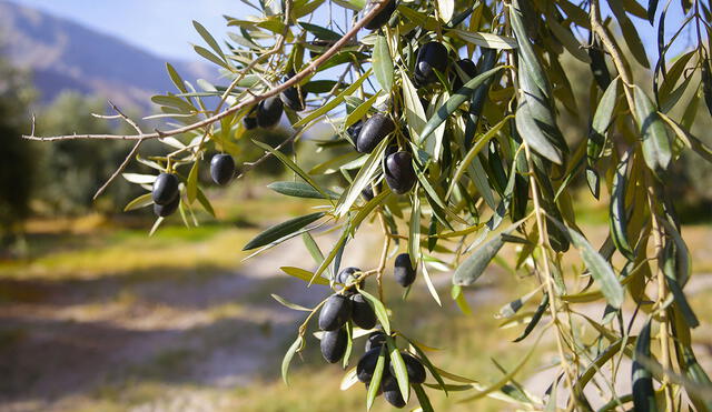 El Algarrobal tiene aceitunas de hasta 5 centímetros. Para los agricultores, el clima es la clave del tamaño. Foto: La República/Rodrigo Talavera