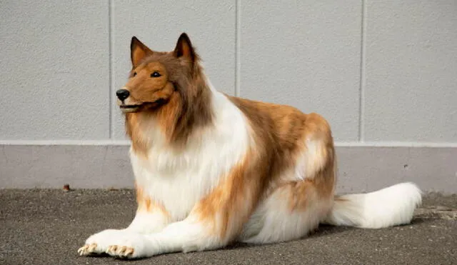 Toko mandó a realizar un traje de perro de raza collie exclusivo para que él pueda utilizarlo en su día a día. Foto: Zeppet