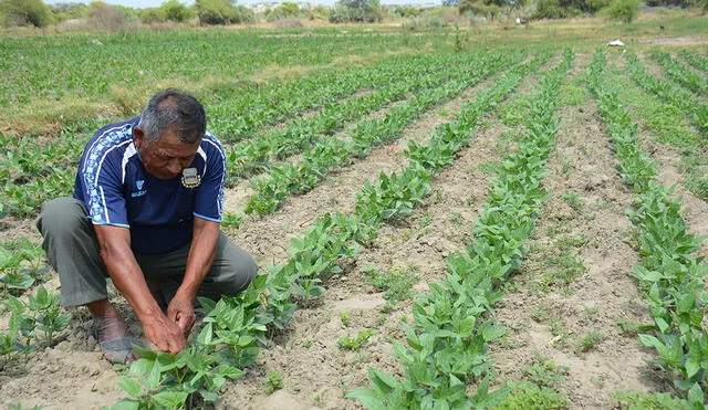 Los agricultores de toda la región recibirán fertilizantes a menor costo. Foto:La República