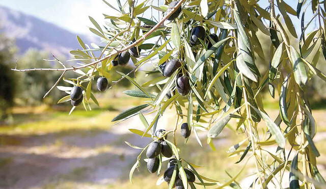 las aceitunas más grandes del mundo