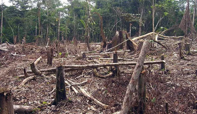La deforestación es uno de los problemas ambientales más serios creados por el ser humano. Foto: Ecología Verde