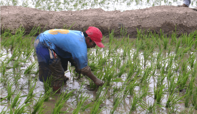 Luis Toledo manifestó que el cultivo de arroz requiere gran cantidad de agua. Foto: La República