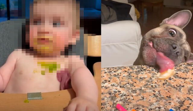 El curioso comportamiento del perrito ha logrado que el clip tenga más de 3 millones de visualizaciones. Foto: captura de TikTok