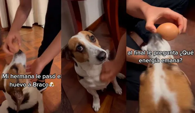 El perrito recibió el tratamiento contra el 'mal del ojo' para que quedara sin energías negativas. Foto: captura de TikTok