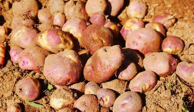 Según el Sedir, el Perú tiene 4.000 variedades de papas nativas. Foto: Sedir