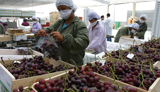 Perú se consolidaría por segundo año consecutivo como el primer exportador mundial de uvas frescas. Foto: Andina