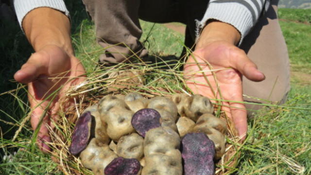 Con una producción de 5,7 toneladas, el Perú se ha convertido en el primer productor de papa en América Latina, según informó el Midagri. Foto: Midagri