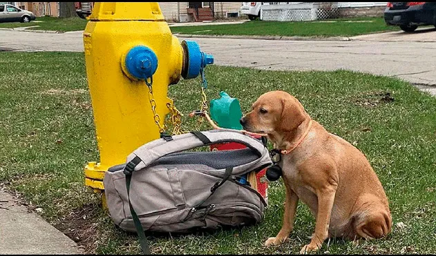 La perra de nombre Baby Girl estaba atada a una boca de incendios de un vecindario en Estados Unidos. Foto: Sociedad Protectora de Animales de Wisconsin