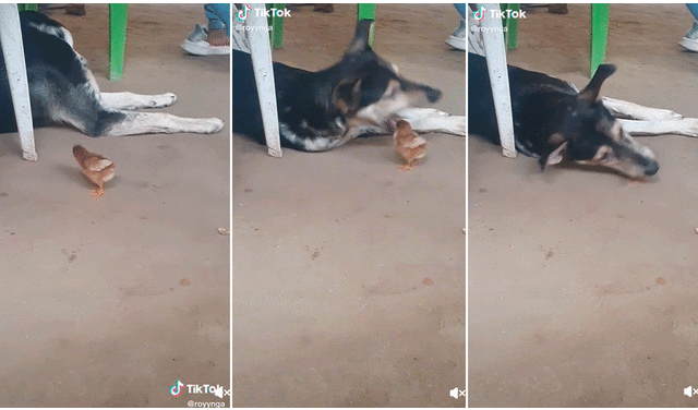 El pollito desapareció de escena por unos segundos y terminó dentro de la boca del perro. Foto: captura de TikTok
