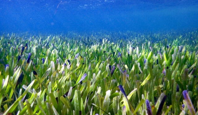 La planta marina Posidonia australis se extiende a lo largo de 18 km. de la bahía Shark Bay, en Australia Occidental. Foto: Rachel Austin / University of Western Australia (UWA)