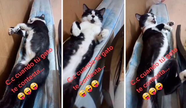 Luego de que aprovechó un momento de descuido, el travieso felino fue descubierto encima de un colchón viejo. Foto: captura de TikTok
