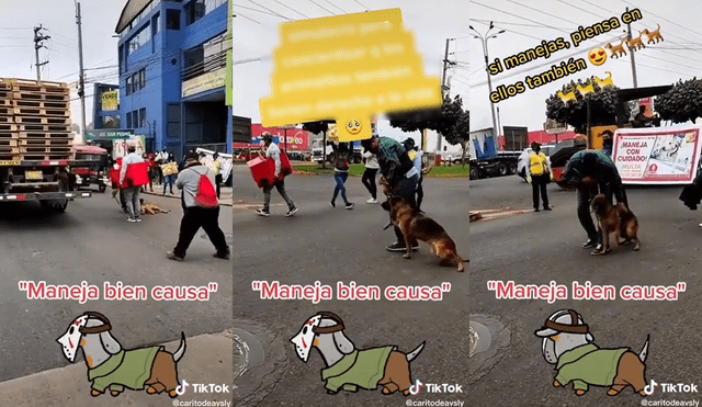 La marcha se hizo para prevenir el atropello de los conductores a las mascotas. Foto: composición/ @caritodeavsly/TikTok