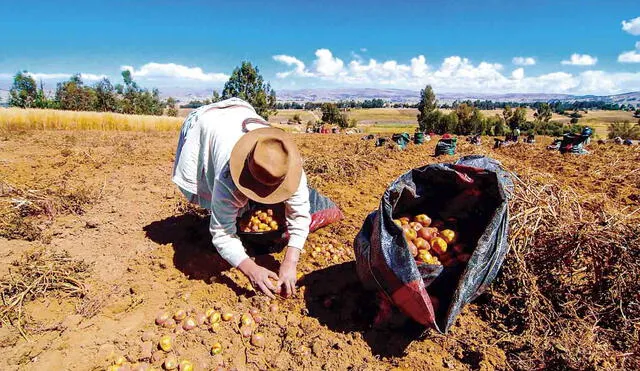 Sin abono. Los fertilizantes son fundamentales para cultivo de productos de panllevar. Sin ellos cae el rendimiento de la tierra. Foto: La República