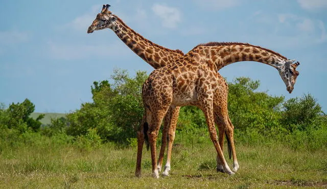 El nuevo estudio sugiere que la competencia por hembras fue la mayor fuerza evolutiva para que las jirafas desarrollen cuellos largos. Foto: Adobe Stock