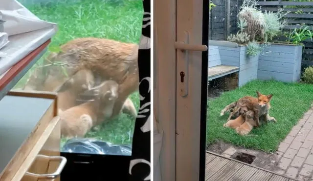 A pesar de que los animales estaban tranquilos, la propietario de la casa evitó hacer bulla para no asustarlos. Foto: captura YouTube