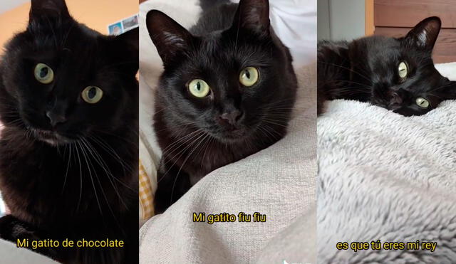 El nuevo tema ha dejado emocionados a miles de usuarios por estar dedicado a los gatitos. Foto: captura de TikTok