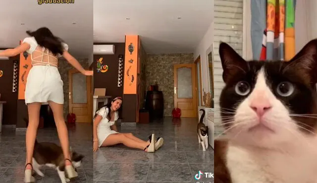 El felino ha generado la risa en miles por la travesura que realizó. Foto: captura de TikTok