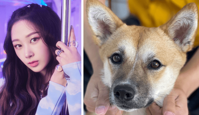 Giselle de aespa conmovió a los fans del k-pop con una donación para animales abandonados en Corea del Sur. Foto: composición La República / SM / Instagram @yuhengsa