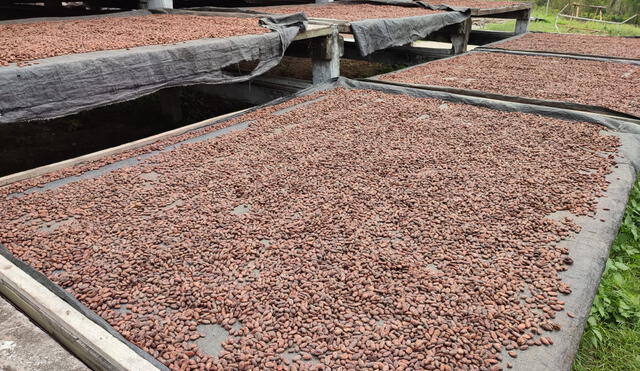 Esfuerzo conjunto. Los productores también piden el compromiso de las autoridades para salvar esta cadena productiva. Foto: La República