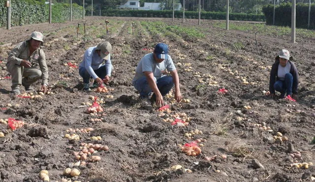 Instituciones promueven la agricultura familiar. Foto: La República