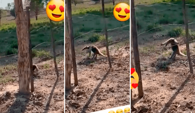 El pequeño mamífero estiró sus patitas y se quedó quieto como parte de su defensa. Foto: captura de TikTok