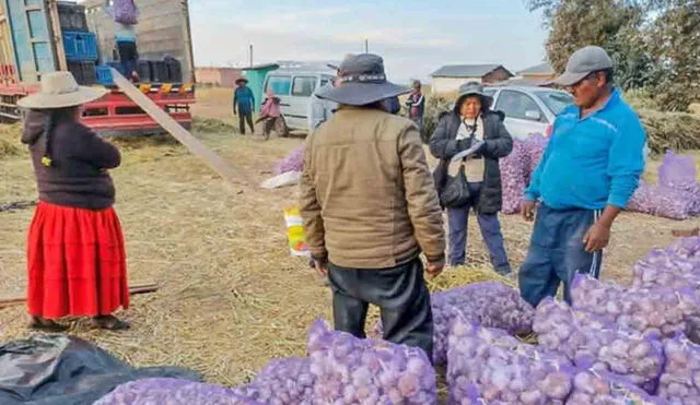 El ajo orgánico también abastece el mercado nacional. Foto: Cortesía Pachamama