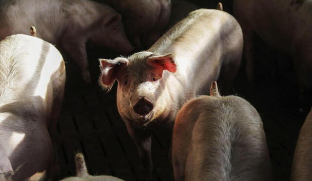 Cada paso en la clonación de cerdos fue realizado de manera automatizada por robots y sin ningún tipo de injerencia humana. Foto: AFP