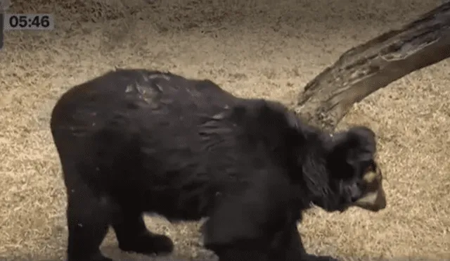 El oso de anteojos recibe tratamiento en el zoológico de Huancayo. Foto: captura de Canal N