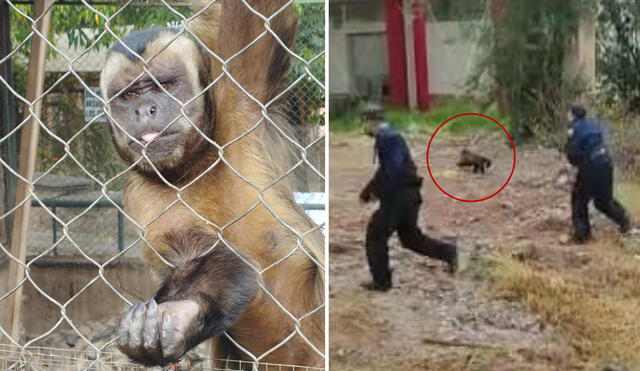 Siete primates fueron capturados después de algunas horas tras su huida. Foto: Alexander Flores/ URPI