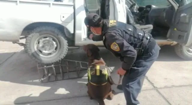 Cusco. Perros de la Policía detectaron la droga en automóvil. Foto: PNP