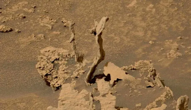 Imagen a color de la 'planta' encontrada en Marte, exactamente el cráter de Gale. Foto: NASA/ JPL-Caltech/ MSSS