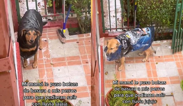 Los perritos solo salieron de casa con sus trajes caseros. Foto: captura de TikTok