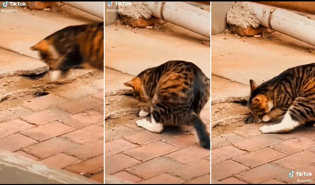 El gato no paró hasta lograr su objetivo: el ratón. Foto: captura de TikTok