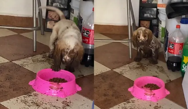 El can sorprendió con su travesura al ingresar a su casa completamente sucio. Fotos: captura de TikTok
