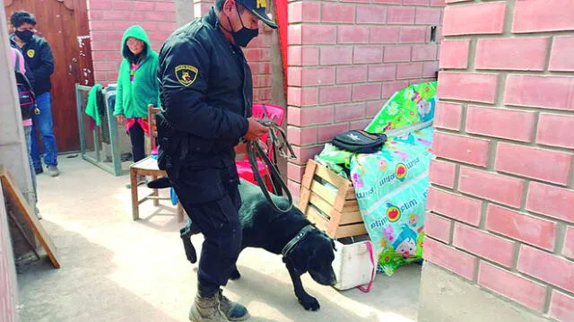 Caso. Usaron canes para rastreo en lote.  Se halló una prenda. Foto: La República