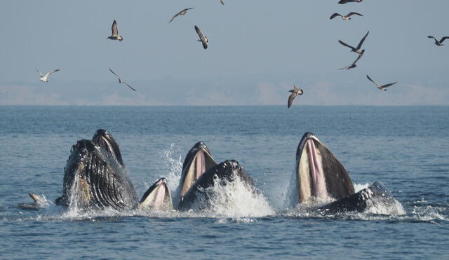 Soñar con muchas ballenas significa que eres una persona que sobresale por sus cualidades. Foto: Ecología verde