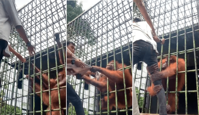 El hombre se mostró muy asustado ante la temible reacción del orangután. Foto: composición/ ccaptura de TikTok