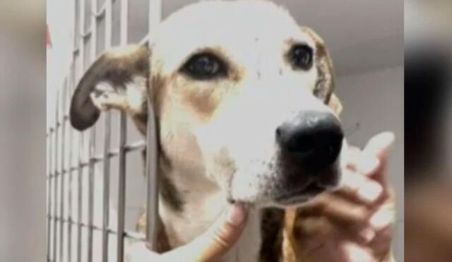 La perrita esperaba a 7 cachorritos que murieron por el impacto de la onda explosiva que se produjo en el atentado. Foto: Noticias Caracol