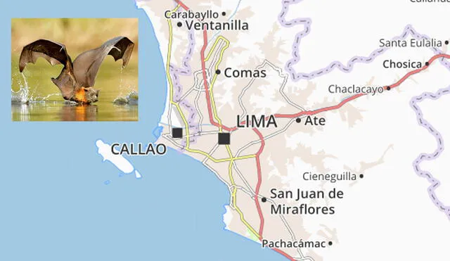 Se han reportados más murciélagos de lo normal en Lima. Foto: Archivo