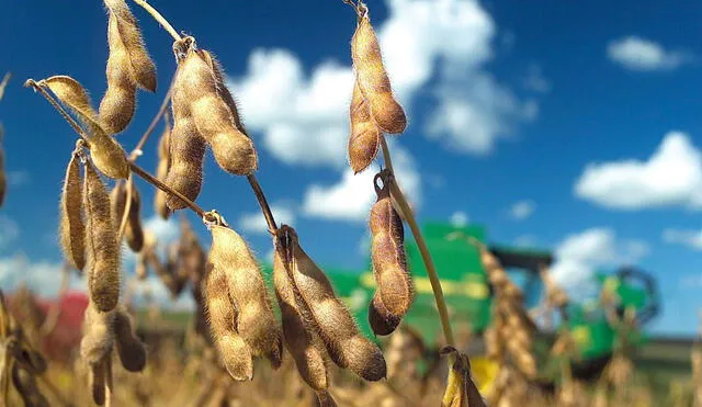 Seguido por EE.UU. y Argentina, Brasil sería el mayor productor del grano a nivel global para la campaña agrícola 2022-2023, con 149 millones de toneladas, abarcando 38% de la aportación mundial. Foto: EFE