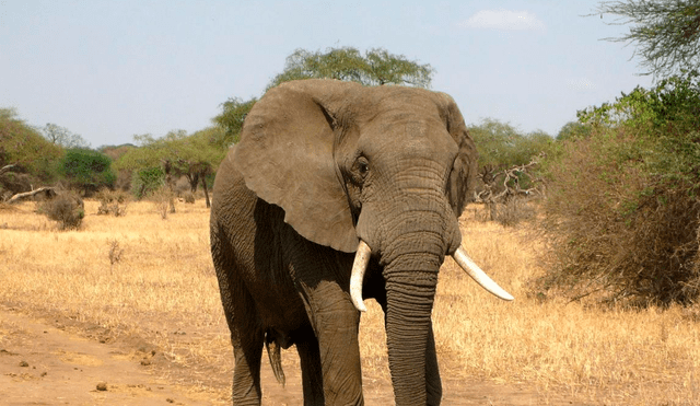 Las autoridades señalaron que el elefante se había desviado del santuario de vida silvestre de Dalma, a casi 124,2 millas (200 kilómetros) de Mayurbhanj. Foto: 20 Minutos