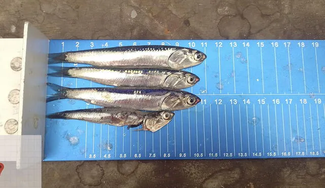 La primera temporada se canceló debido a que más del 80% de anchovetas no tenían la talla mínima de captura de 12 centímetros. Foto: Sindicado de Pescadores de Chimbote y Anexos