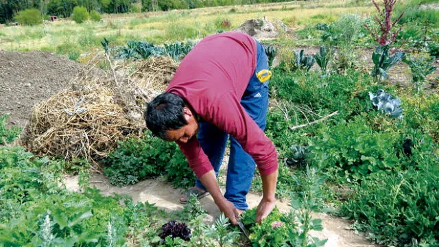 Opciones. Agricultores buscan alternativas a los fertilizantes.