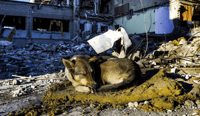 Un perro duerme entre los escombros del edificio principal de una escuela destruida en Zhytomyr el 11 de marzo. Foto: EFE