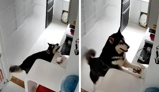 Una cámara de seguridad grabó cada movimiento del perro luego de que encendió la cocina por su propia cuenta. Foto: captura de YouTube
