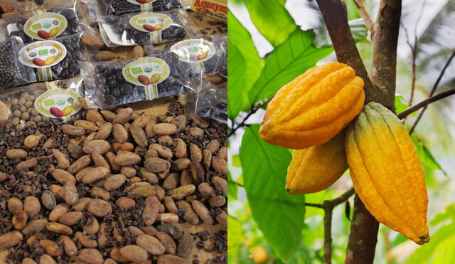 Nuestro país es el segundo productor mundial de cacao orgánico, pero, a causa de las nuevas restricciones de la UE y EE. UU., existe un potencial riesgo de que sus despachos se reduzcan. Foto: composición/ La República