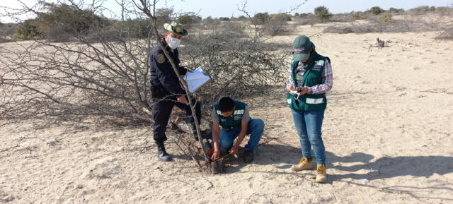 La intervención permitió impedir el tráfico ilegal de 1.050 unidades de leña de algarrobo. Foto: Serfor