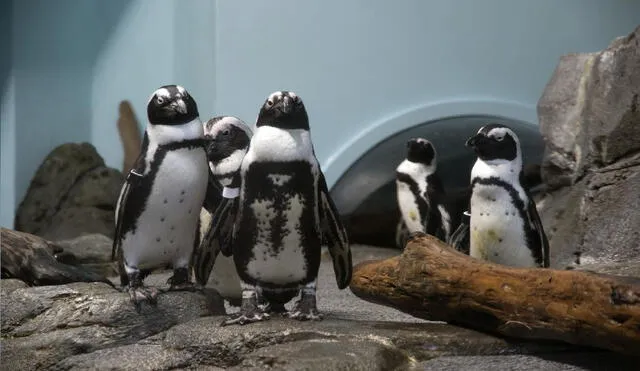 Cientos de pingüinos han aparecido muertos en varias playas de Nueva Zelanda. Foto: Pixabay